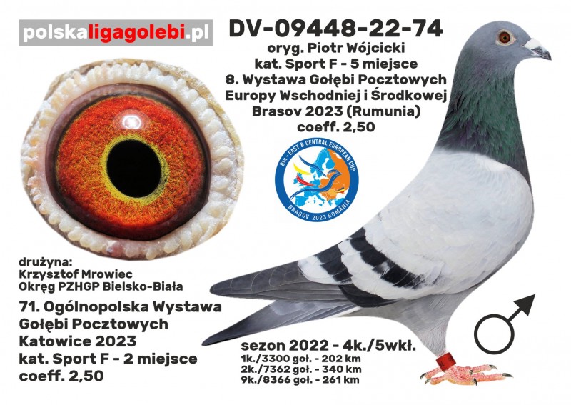 Gołąb 1