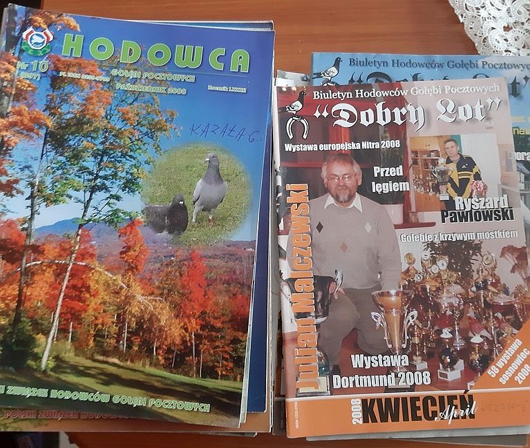 Gołąb 1